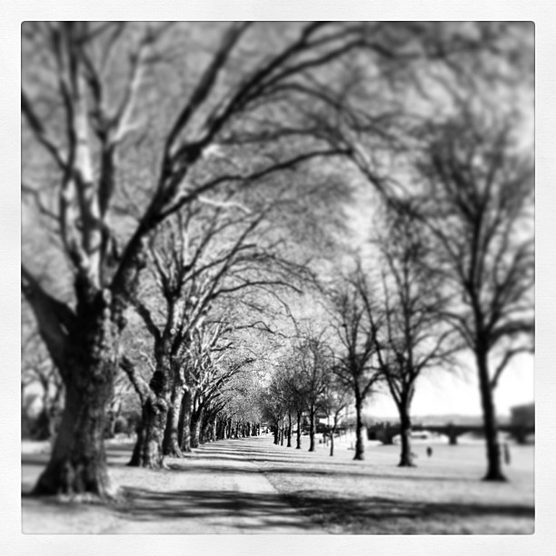The Meadows